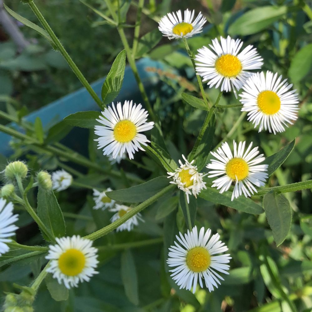 Prairie fleabane