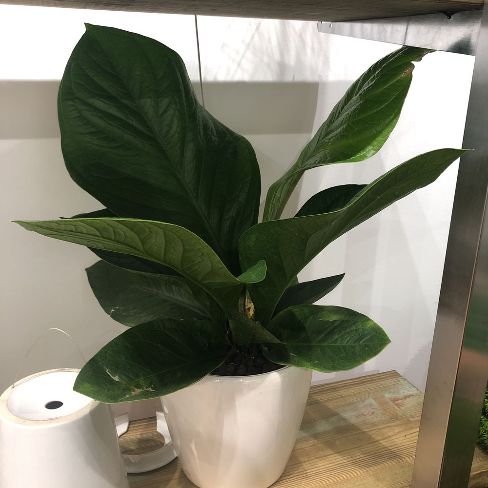 How to care for Bird's nest anthurium - Complete Plant Care Guide |  PlantSnap - Plantsnap - Identify Plants, Trees, Mushrooms With An App