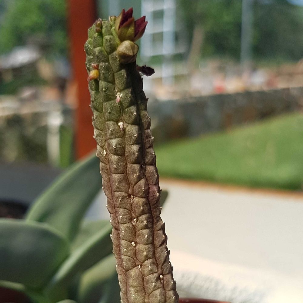 How to care for Bushman's pipe - Complete Plant Care Guide | PlantSnap ...