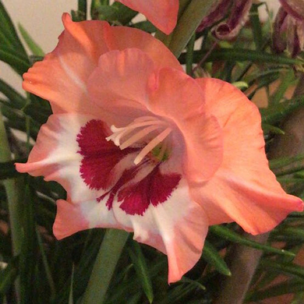Sword lily