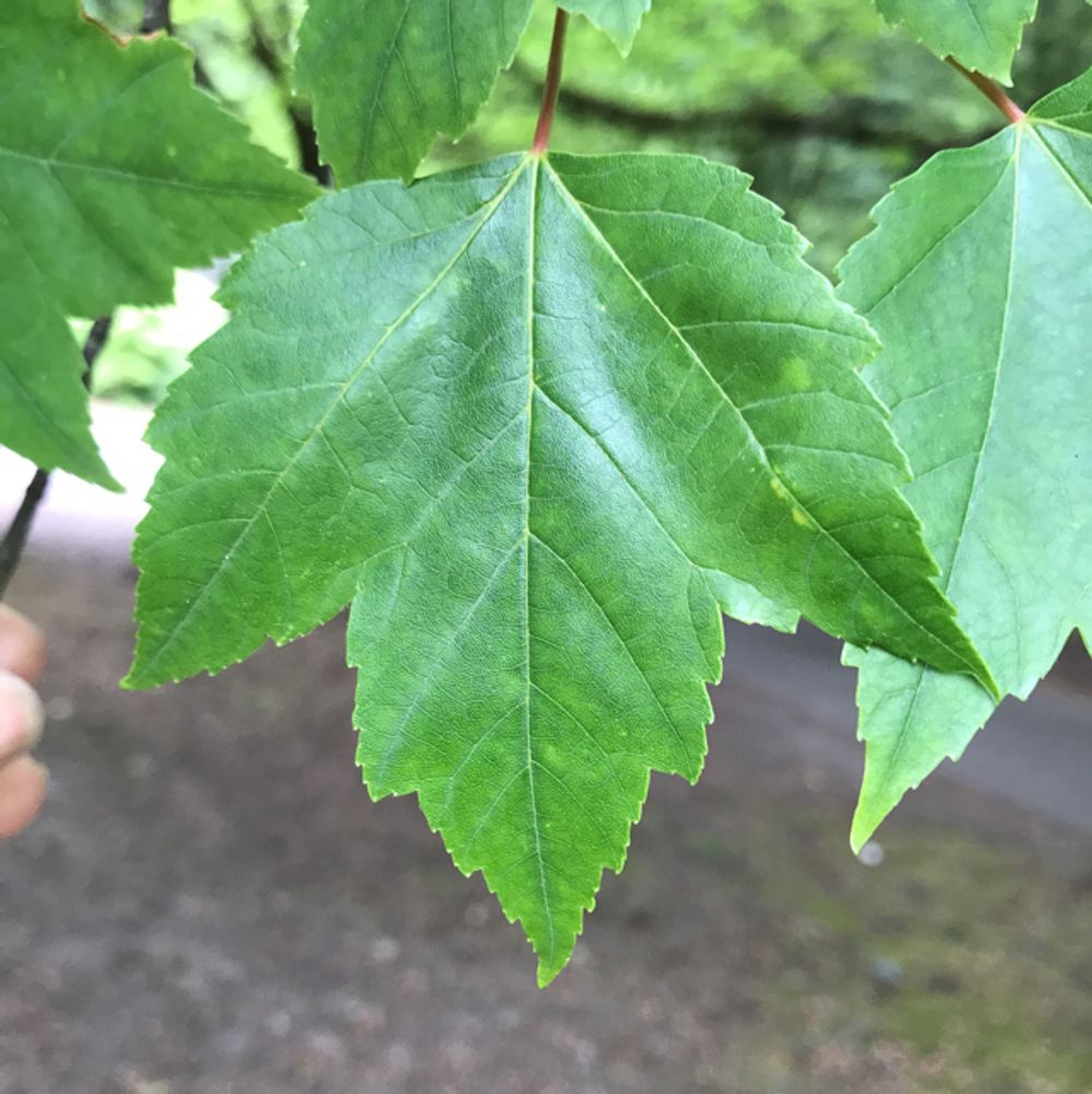 Red maple