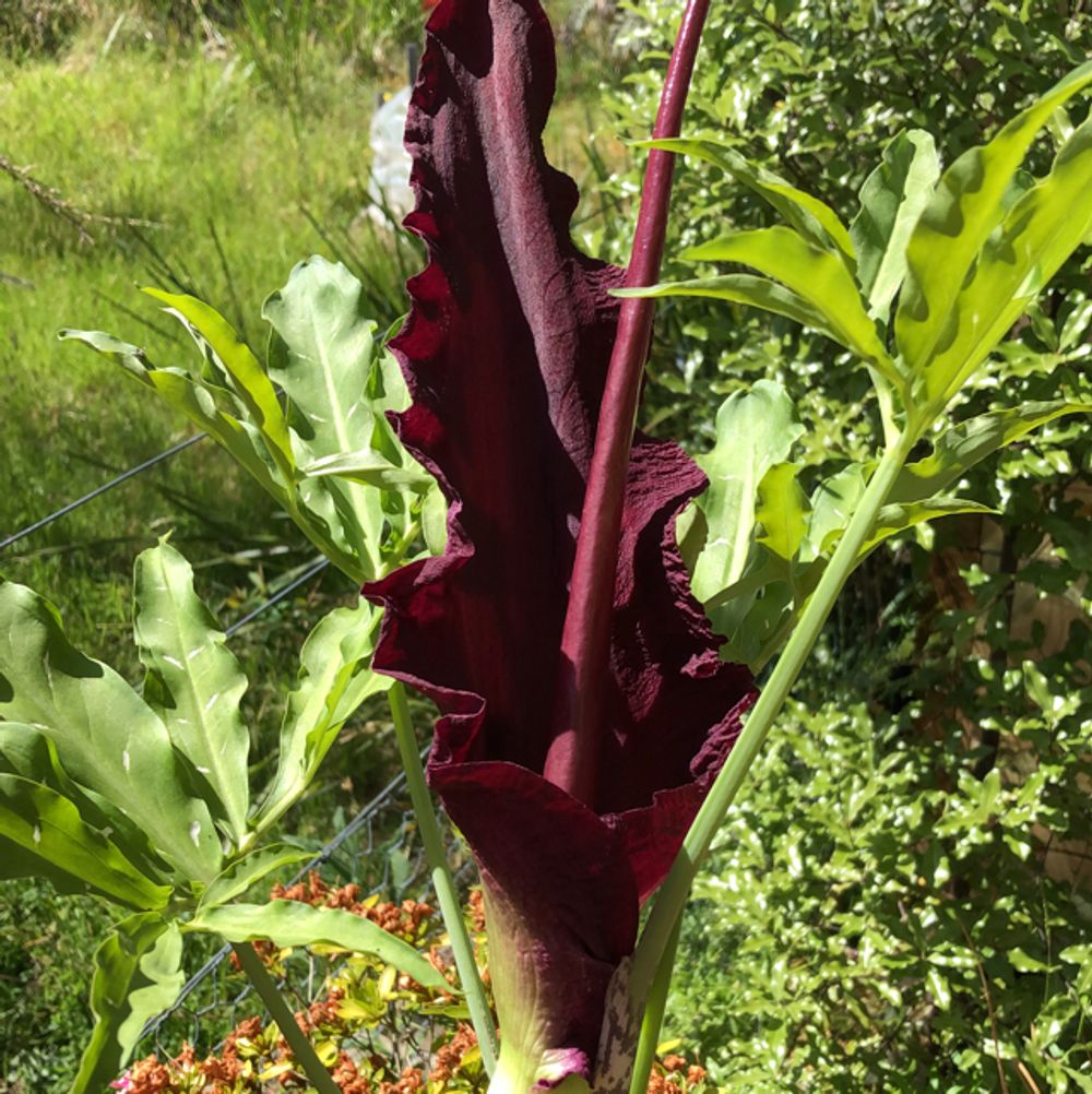 Konjac