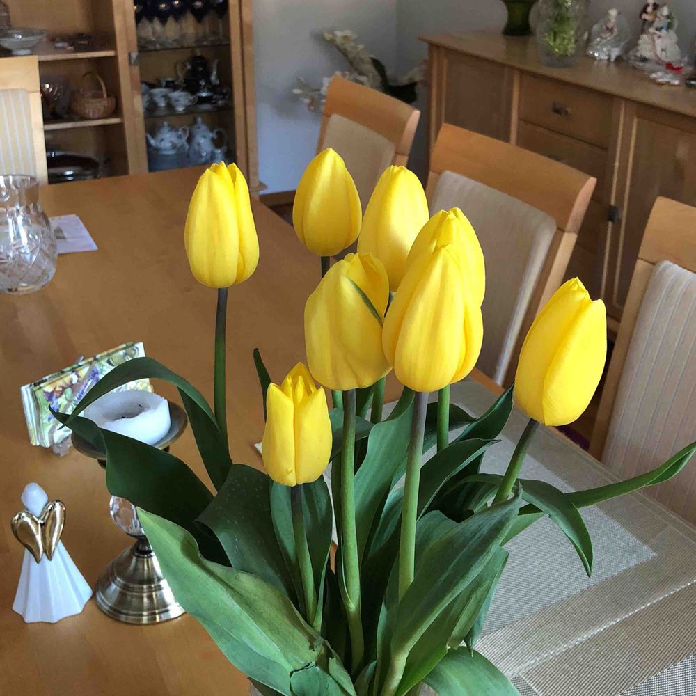 Didier's tulip