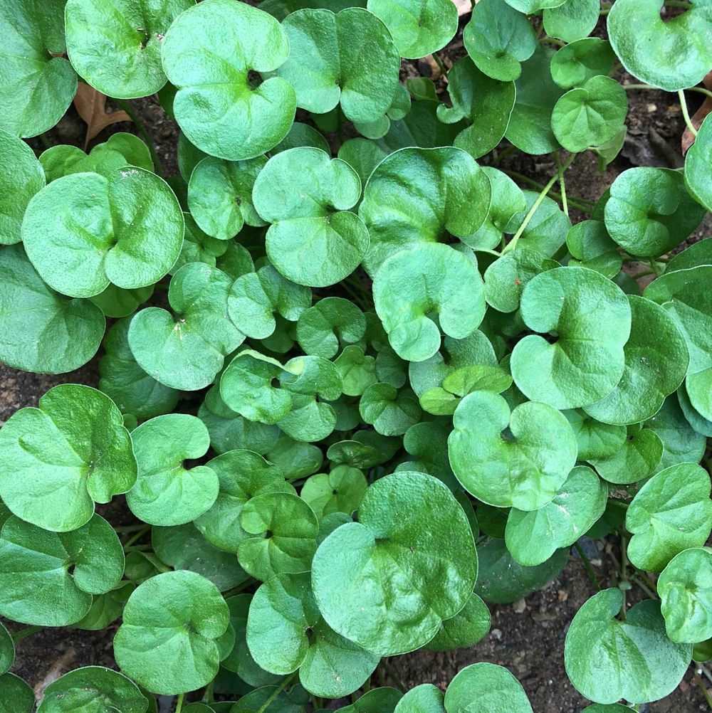 How to care for Kidney weed - Complete Plant Care Guide | PlantSnap ...