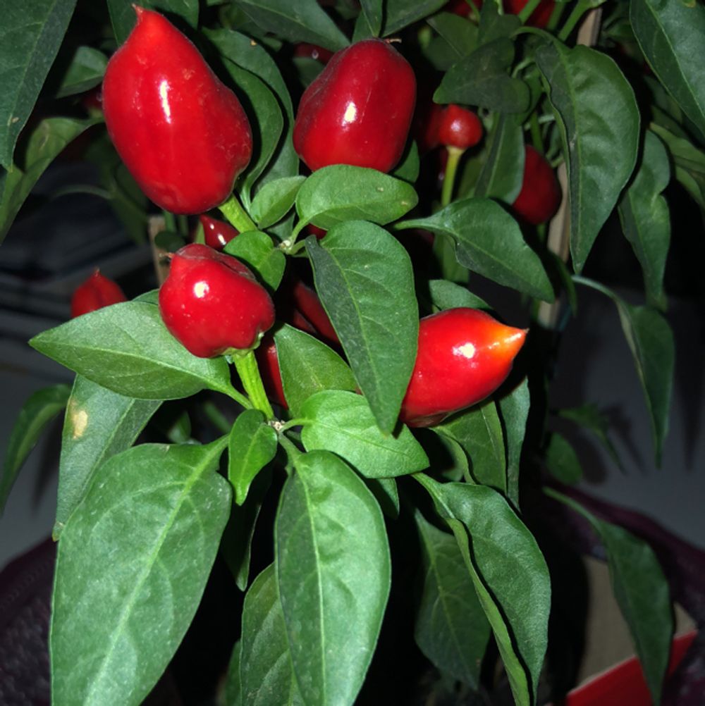 Habanero