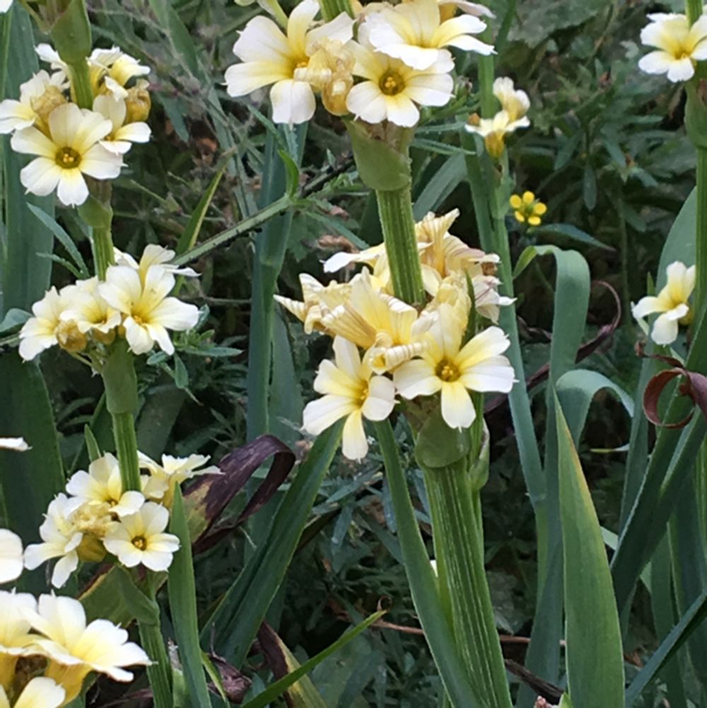 Pale yellow-eyed grass