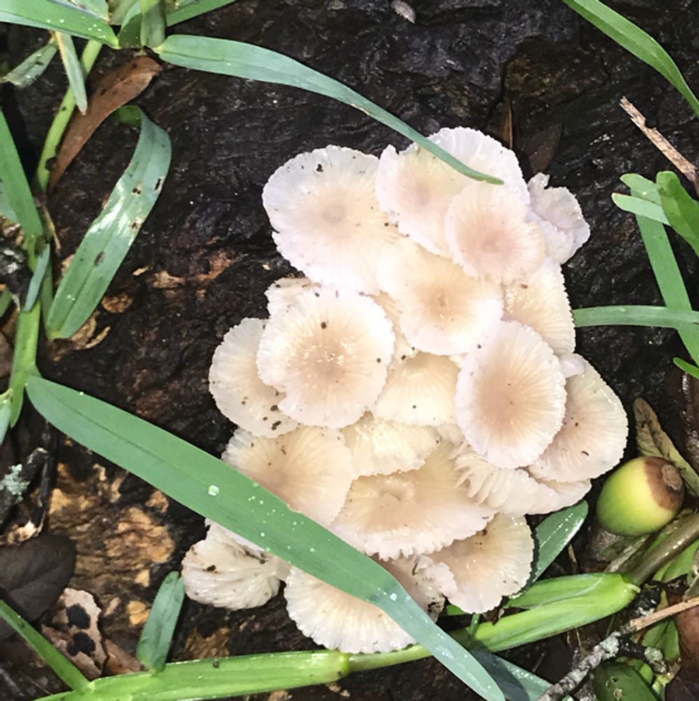 Fairy ring mushroom