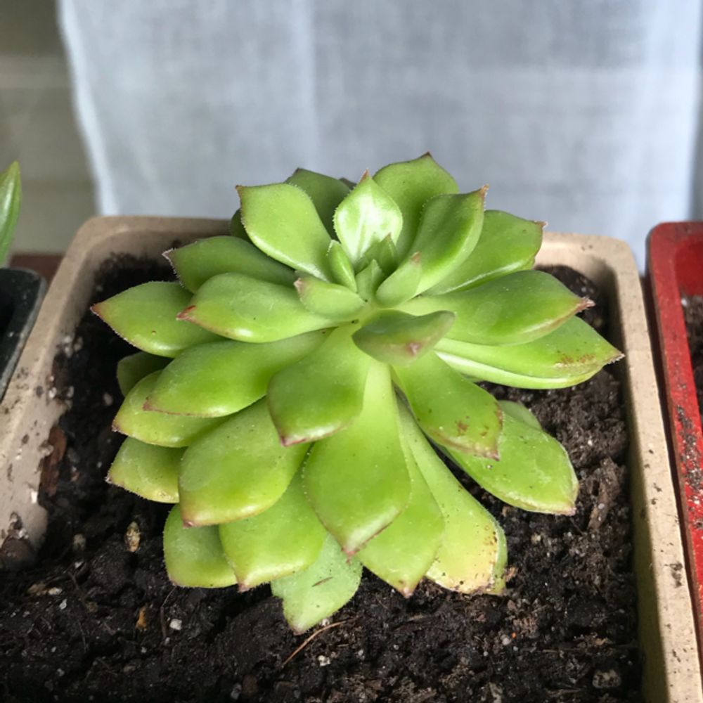 Lipstick echeveria
