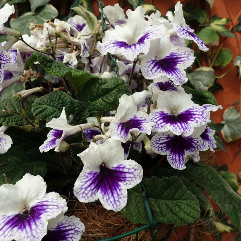 Cape primrose