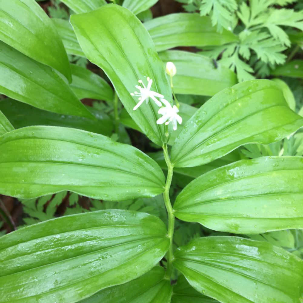 Starry false lily of the valley (Maianthemum stellatum) - Image 1 of 10
