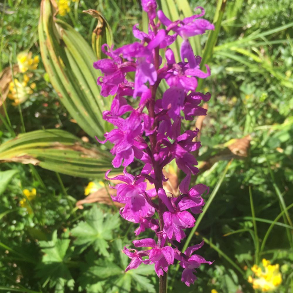 Early purple orchid