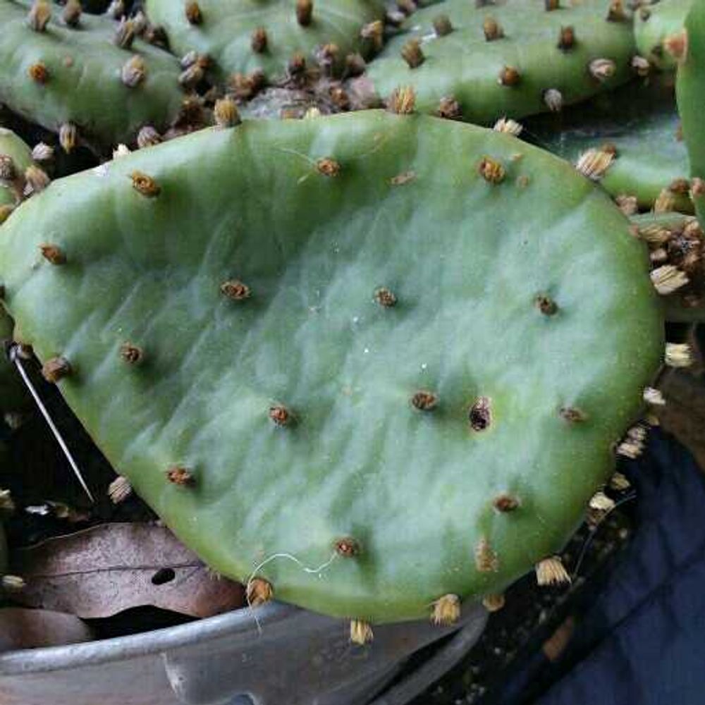 Prickly pear