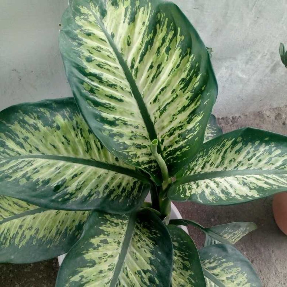 How to care for Dumb cane - Complete Plant Care Guide | PlantSnap -  Plantsnap - Identify Plants, Trees, Mushrooms With An App