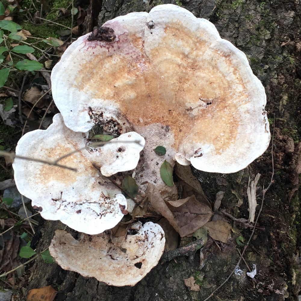 Turkey tail