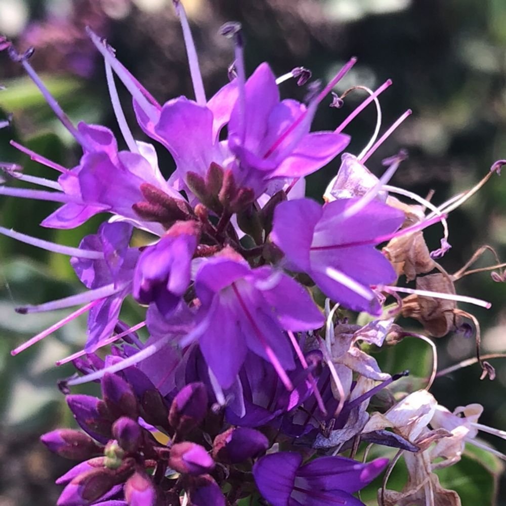 Hyssop