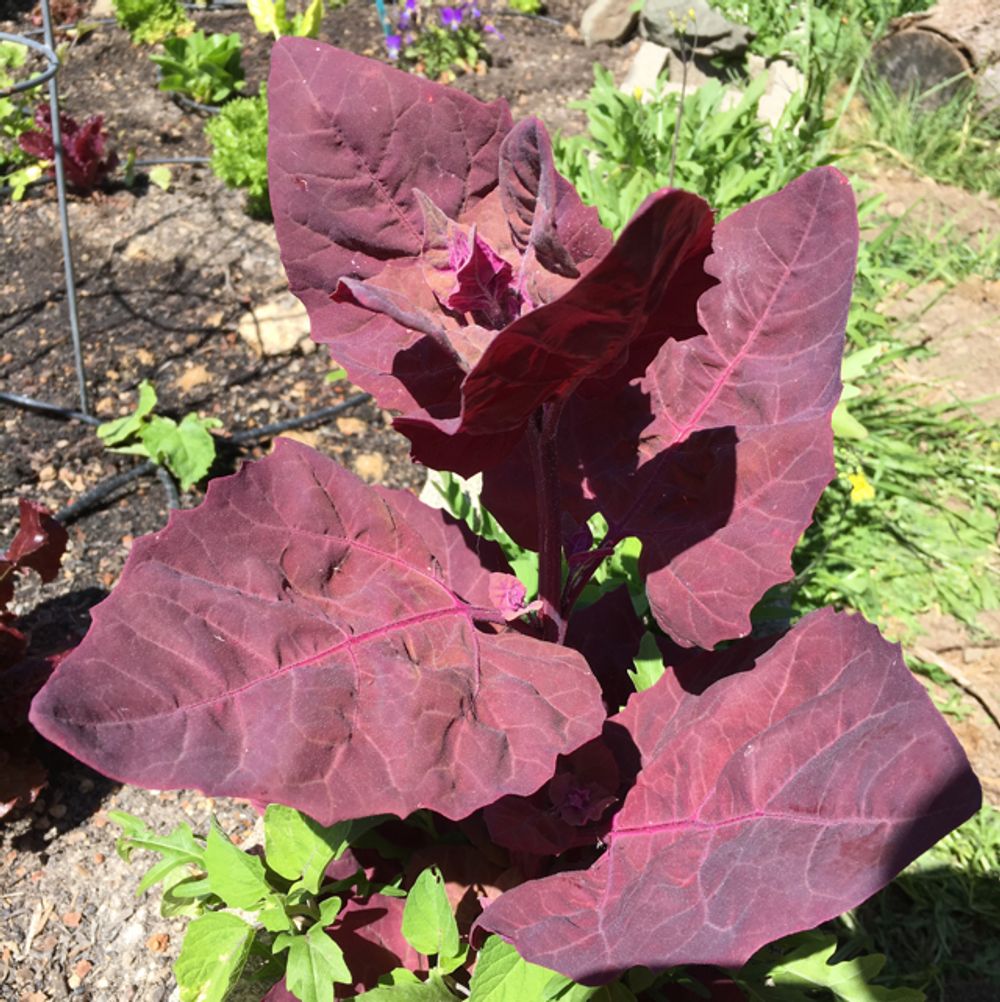 Garden orache