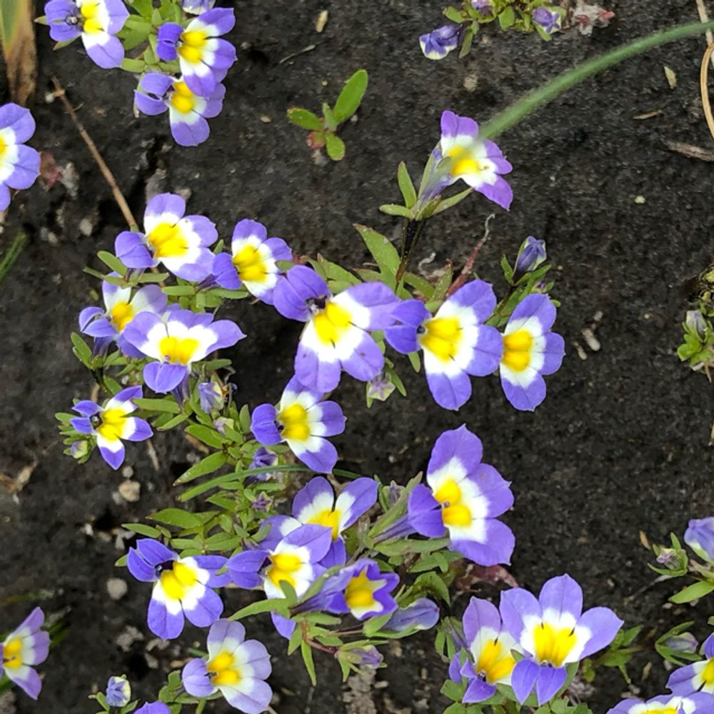 Cascade calicoflower