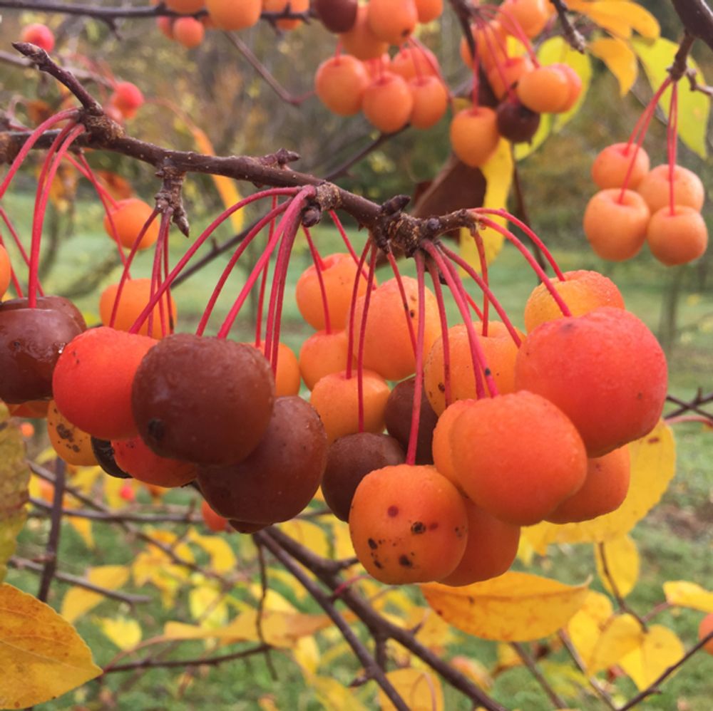 Oregon crabapple