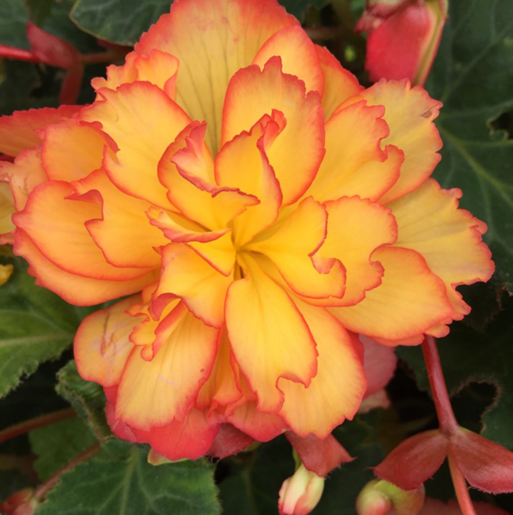 Tuberous begonia