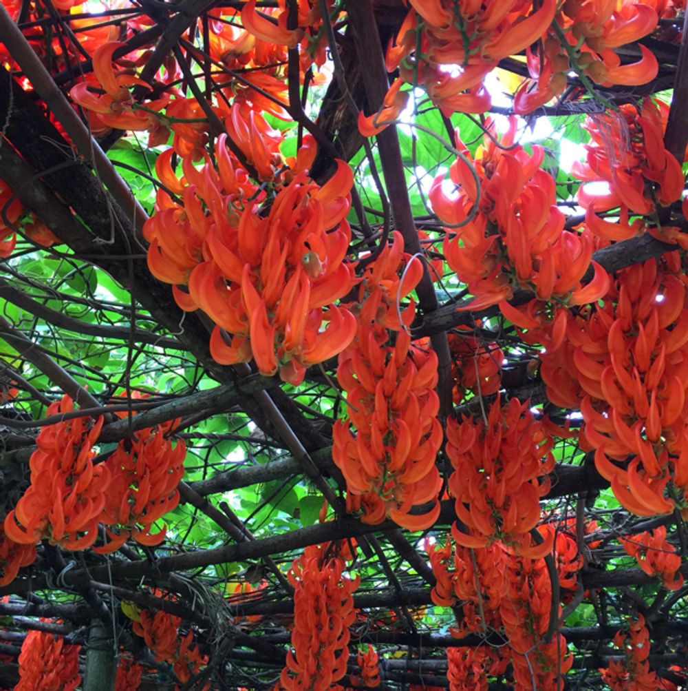 How to care for Red jade vine - Complete Plant Care Guide | PlantSnap -  Plantsnap - Identify Plants, Trees, Mushrooms With An App