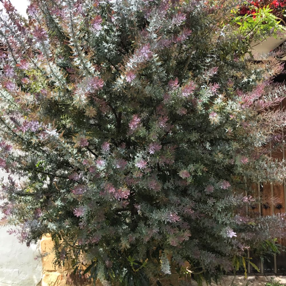 Musami Tree How to care for Kusamaki - Complete Plant Care Guide | PlantSnap ...