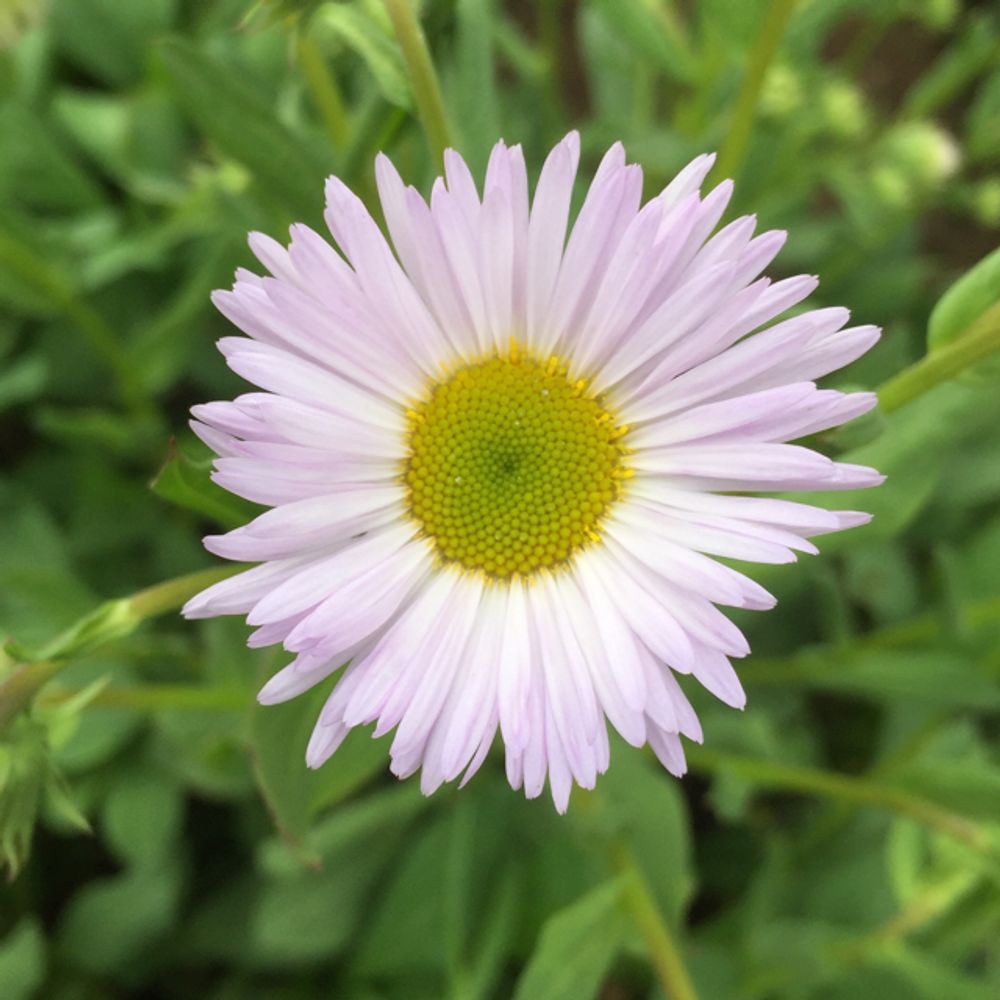 Seaside daisy