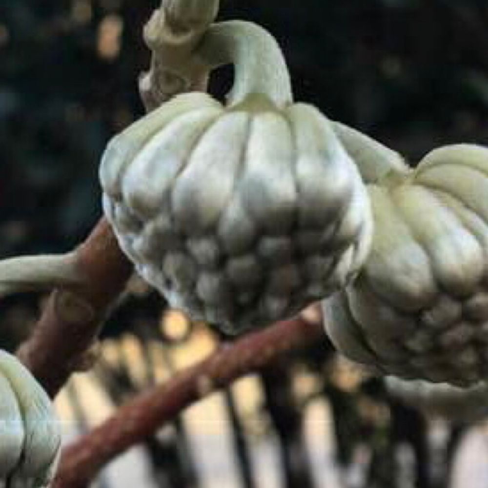 Paperbush