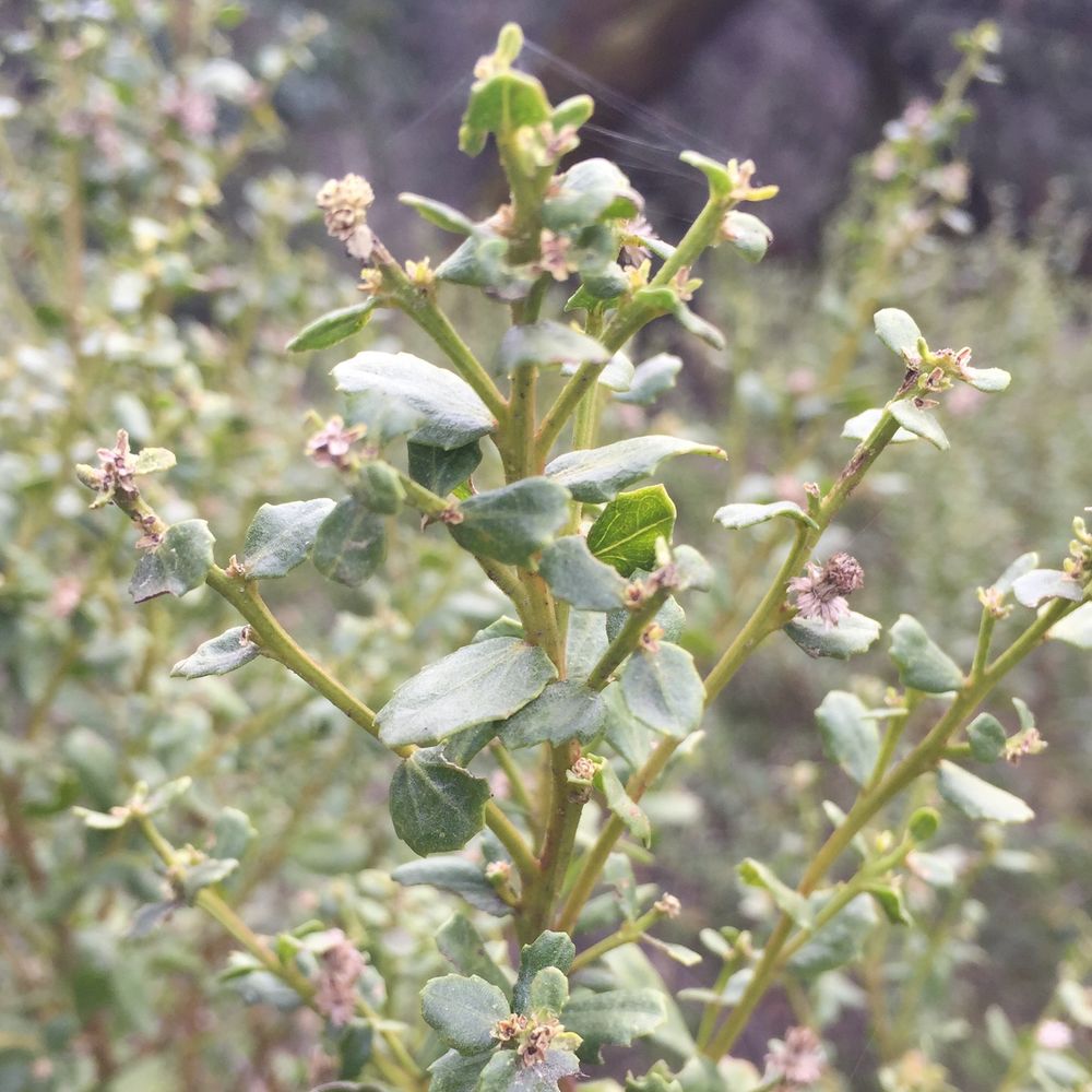 Coyote brush