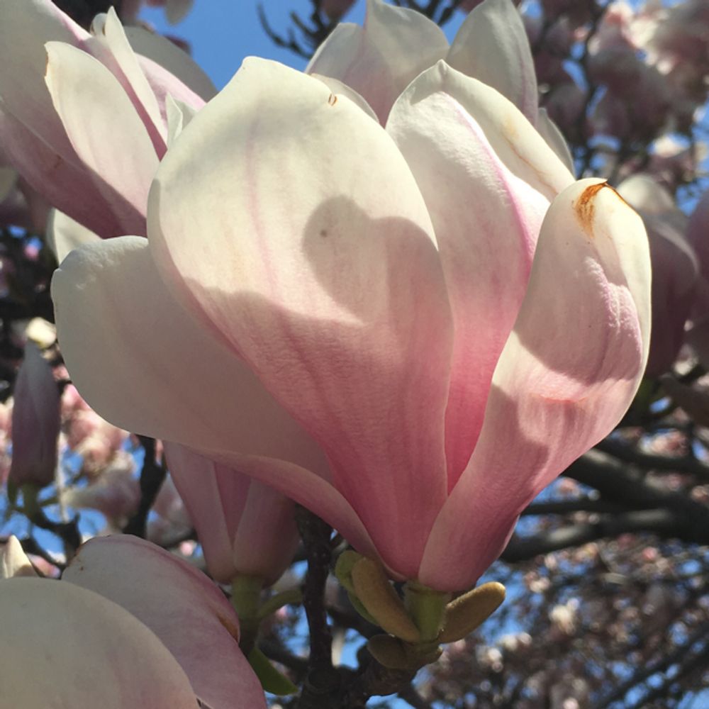 Saucer magnolia