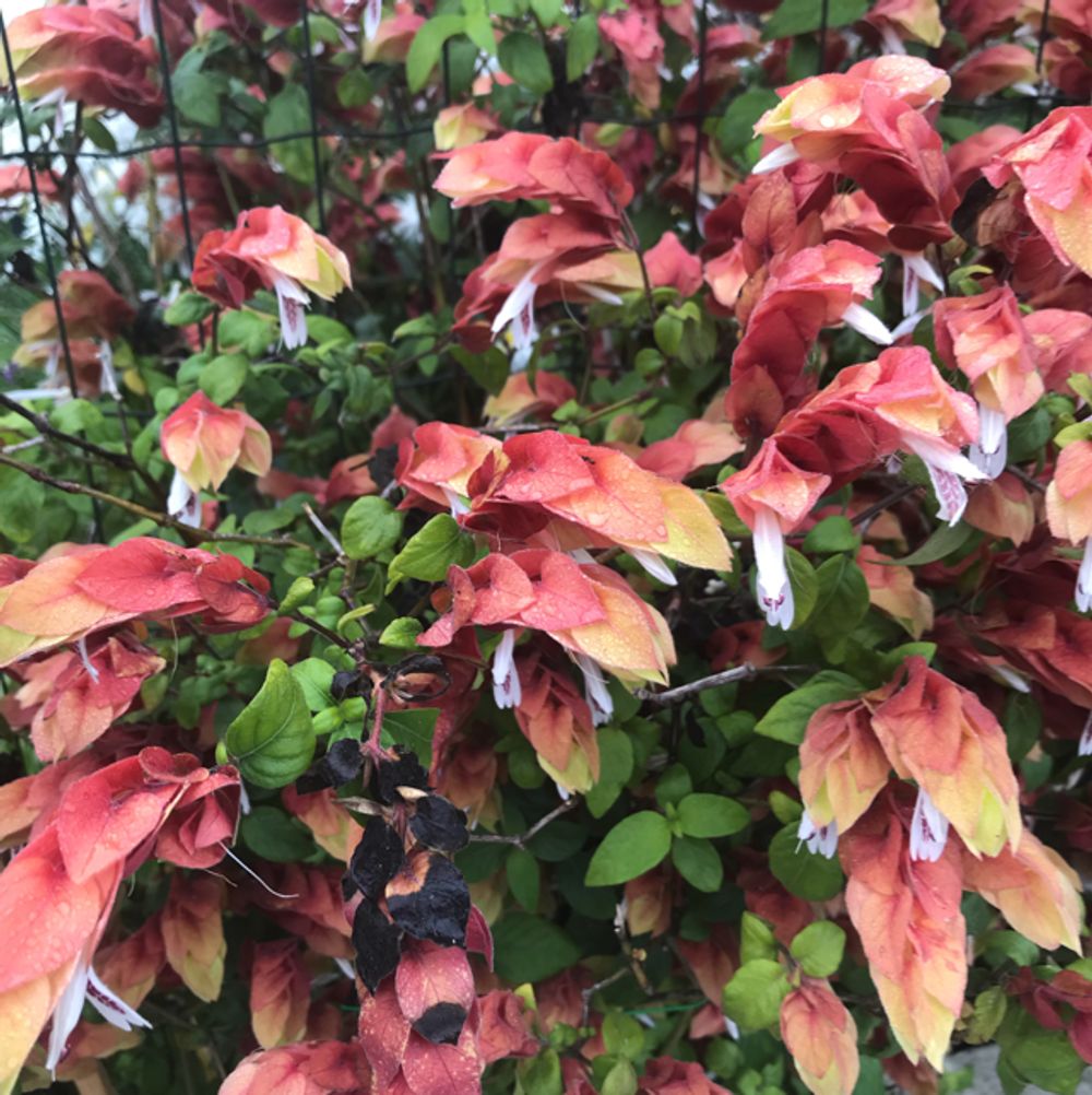 Shrimp plant