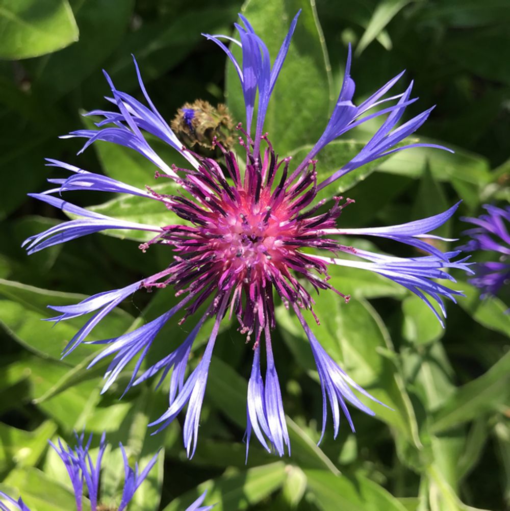 Cornflower
