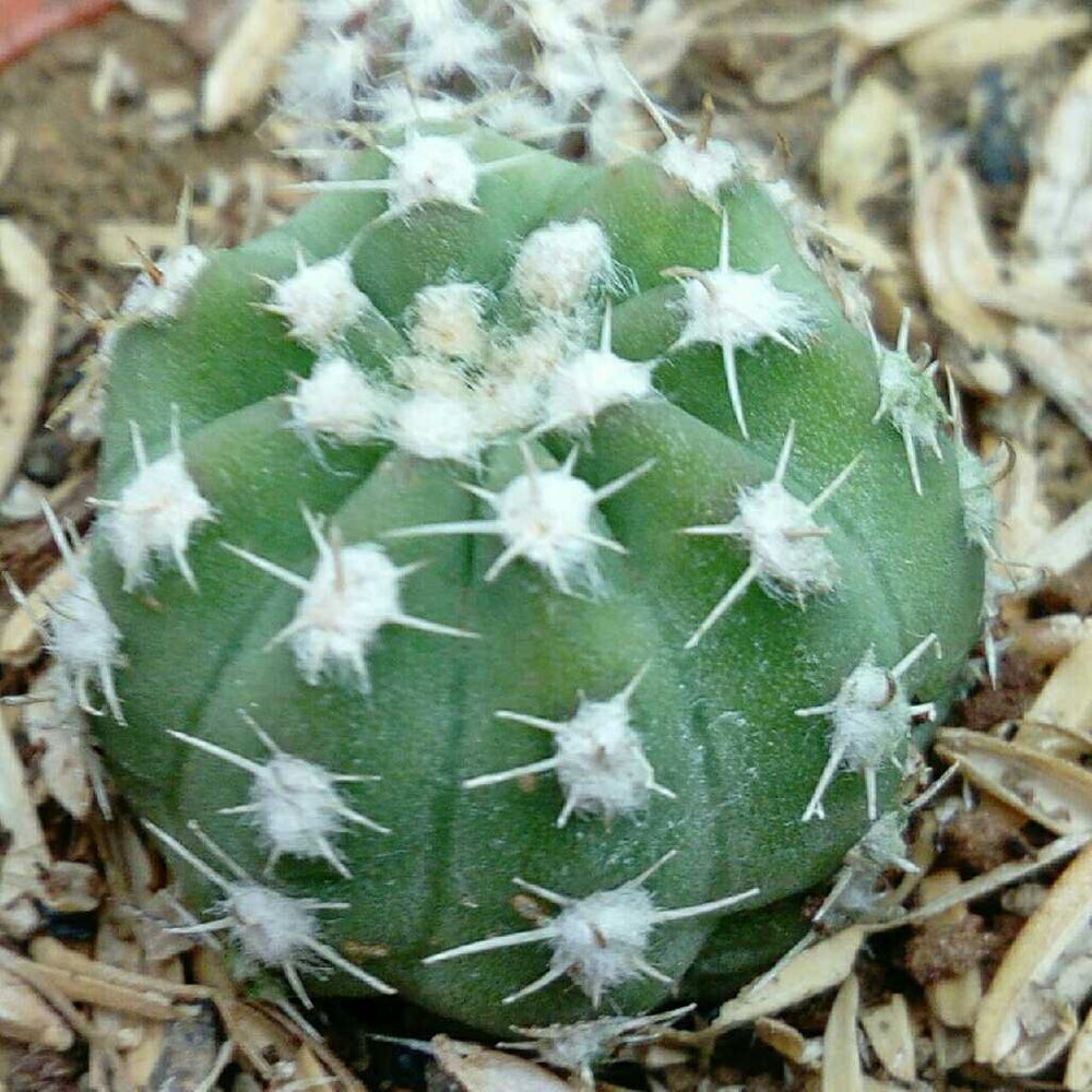 Spider cactus