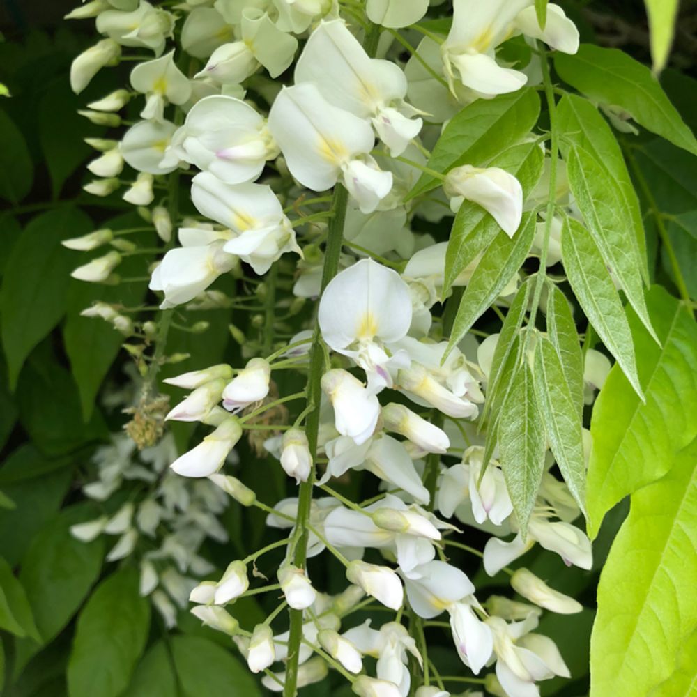 Japanese wisteria
