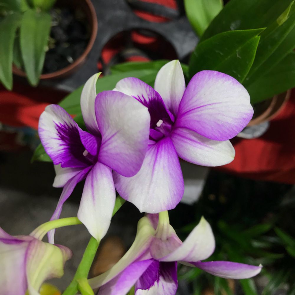 Cooktown orchid
