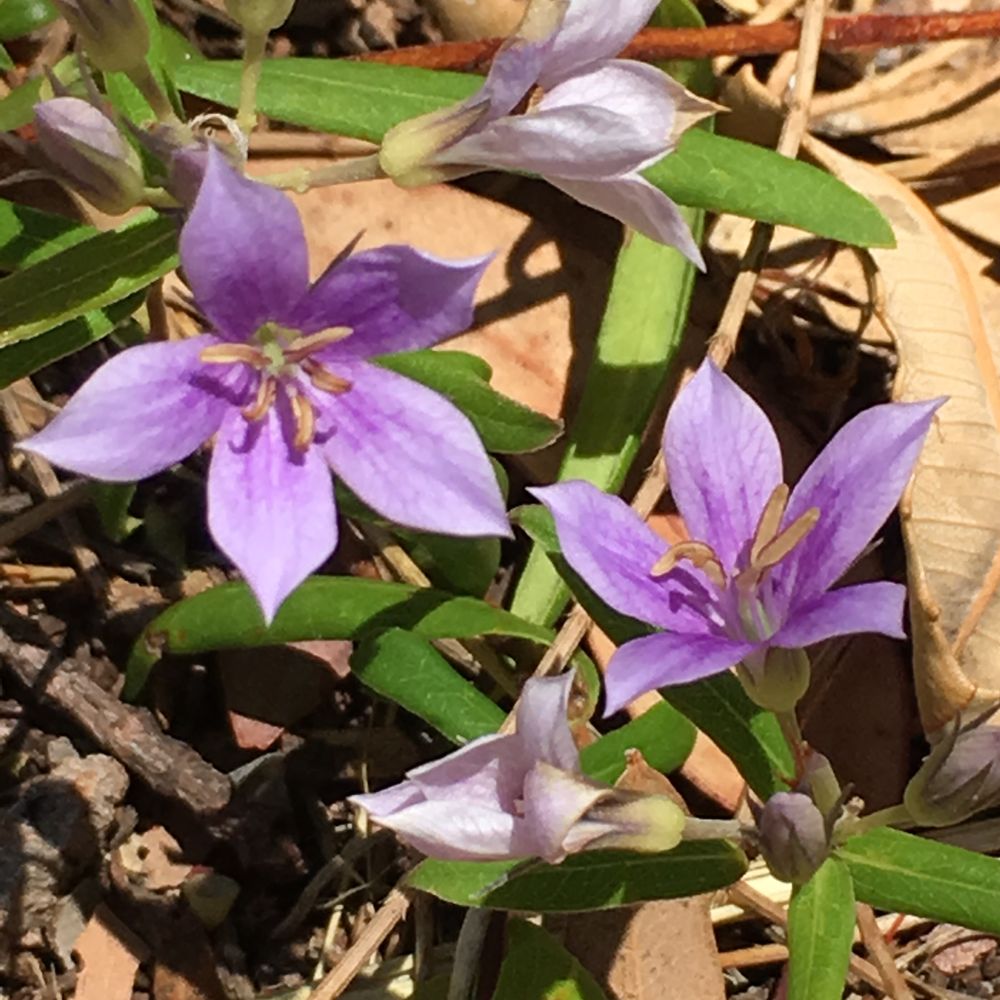 Autumn crocus