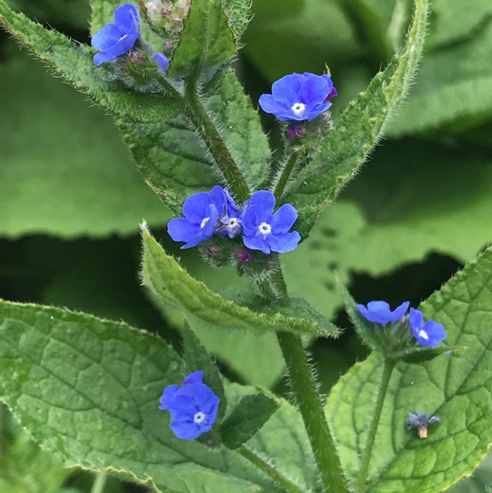 Green alkanet