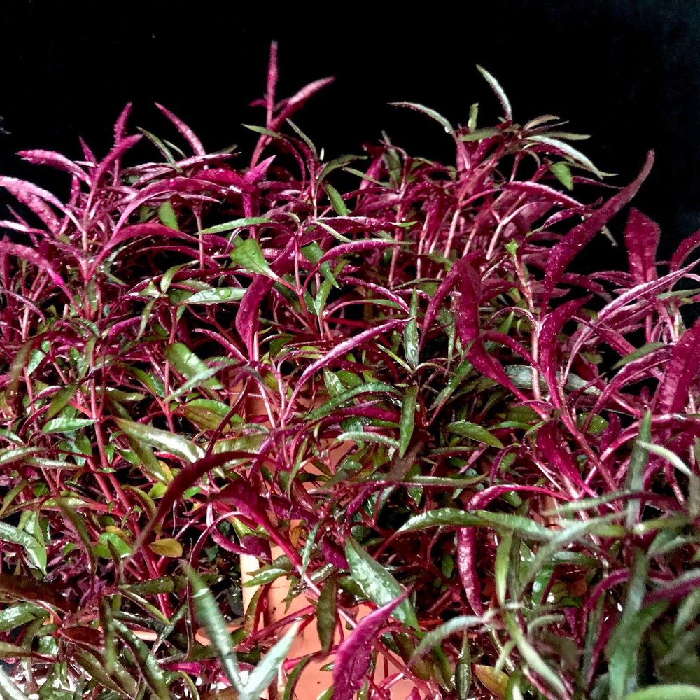 Joyweed