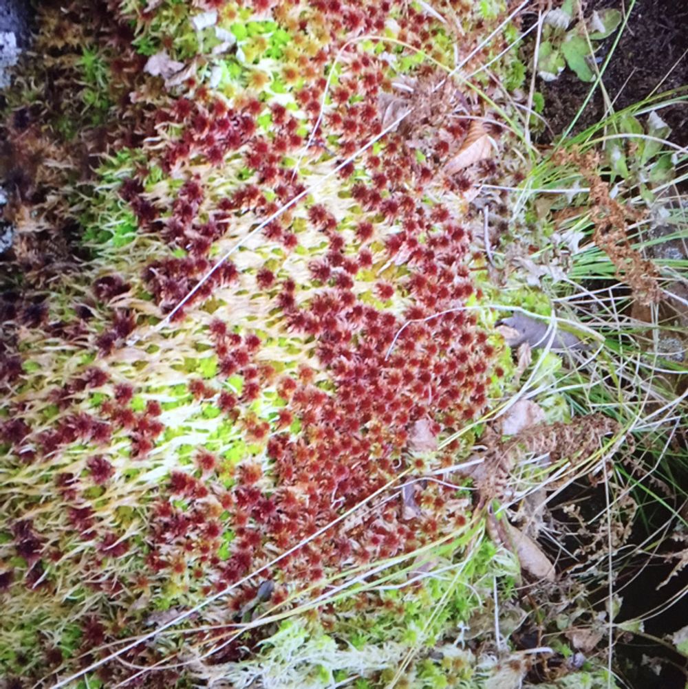 Red bogmoss