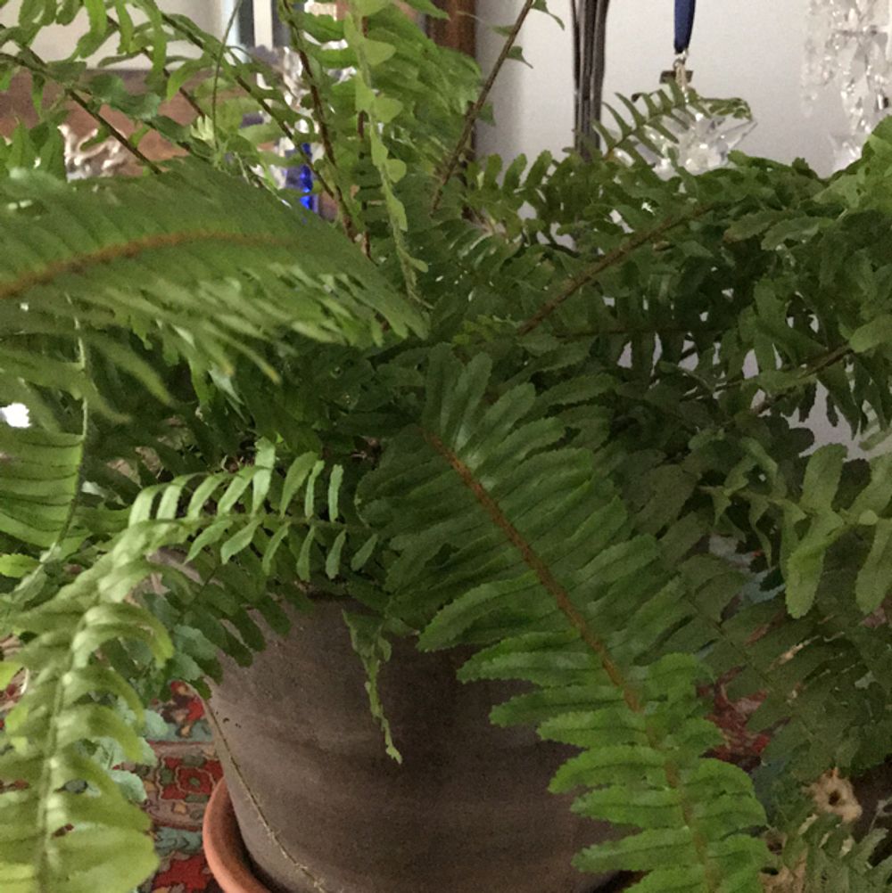 Boston fern (Nephrolepis exaltata exaltata) - Image 1 of 10