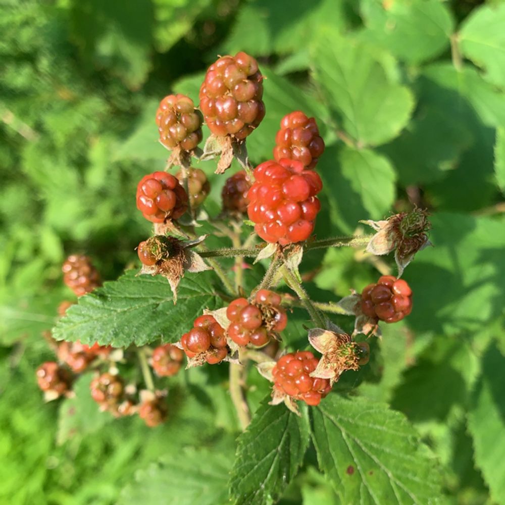 Sawtooth blackberry