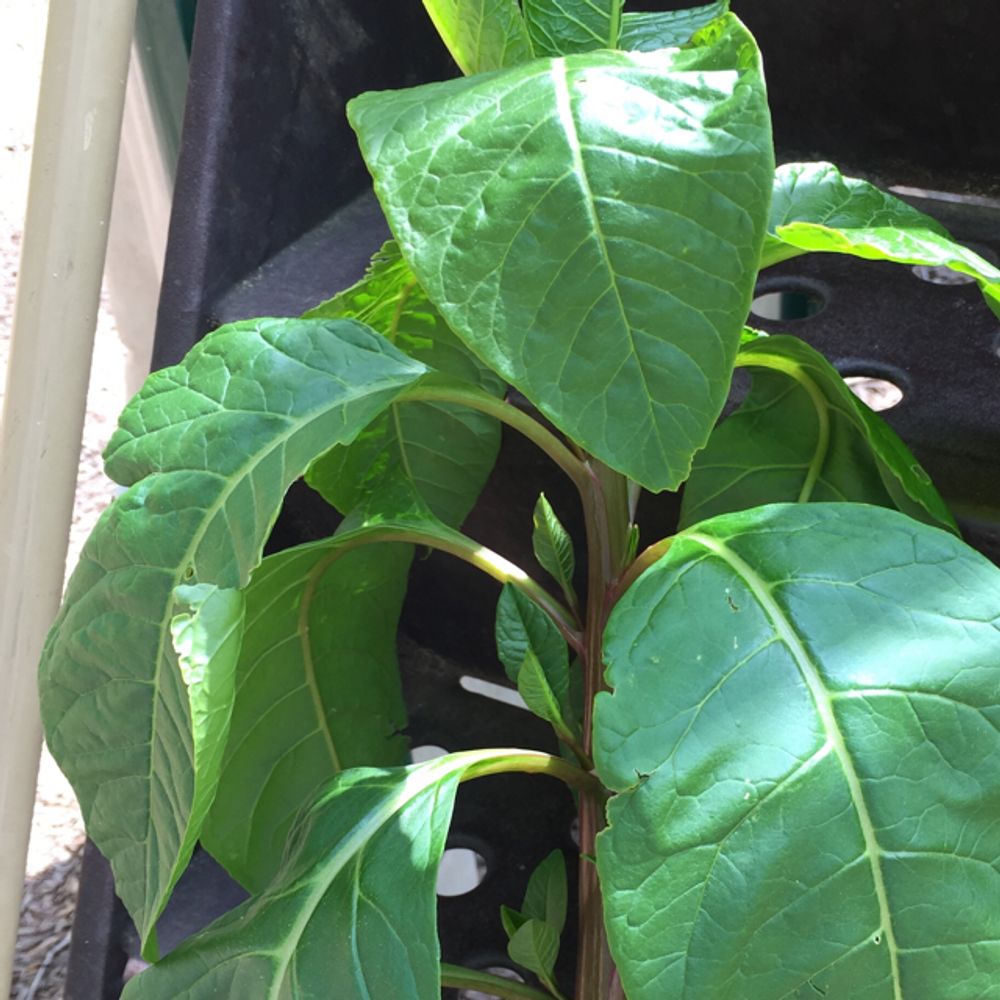 Pokeweed