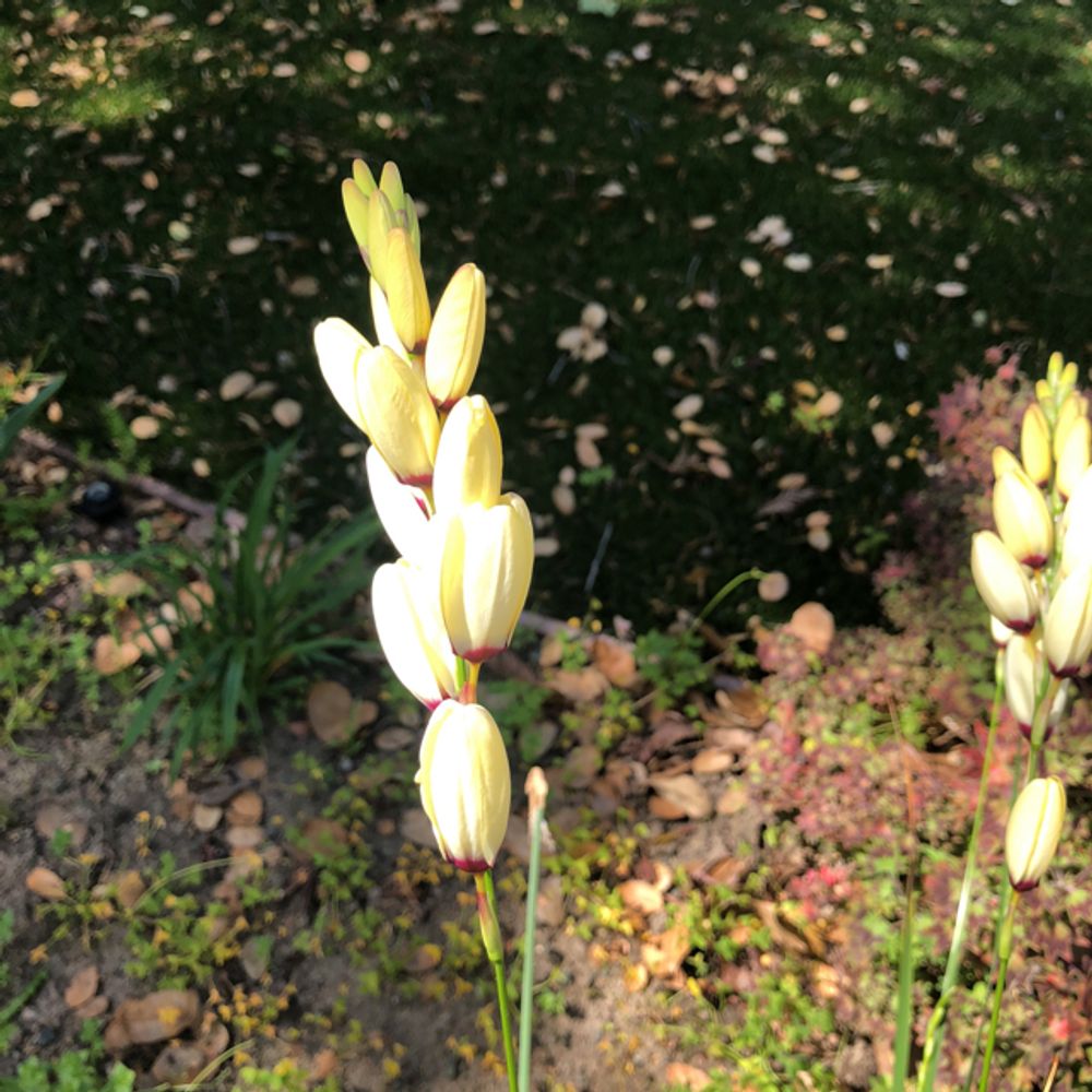 Yellow bush lupine (Lupinus arboreus) - Image 1 of 10
