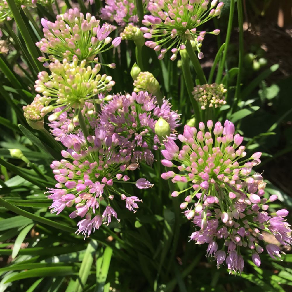 German garlic