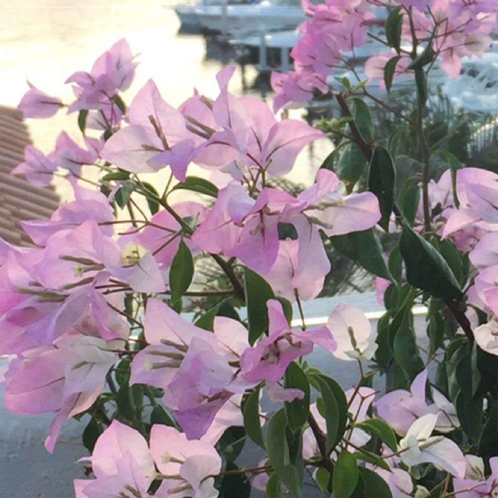 How to care for Bougainvillea - Complete Plant Care Guide | PlantSnap -  Plantsnap - Identify Plants, Trees, Mushrooms With An App
