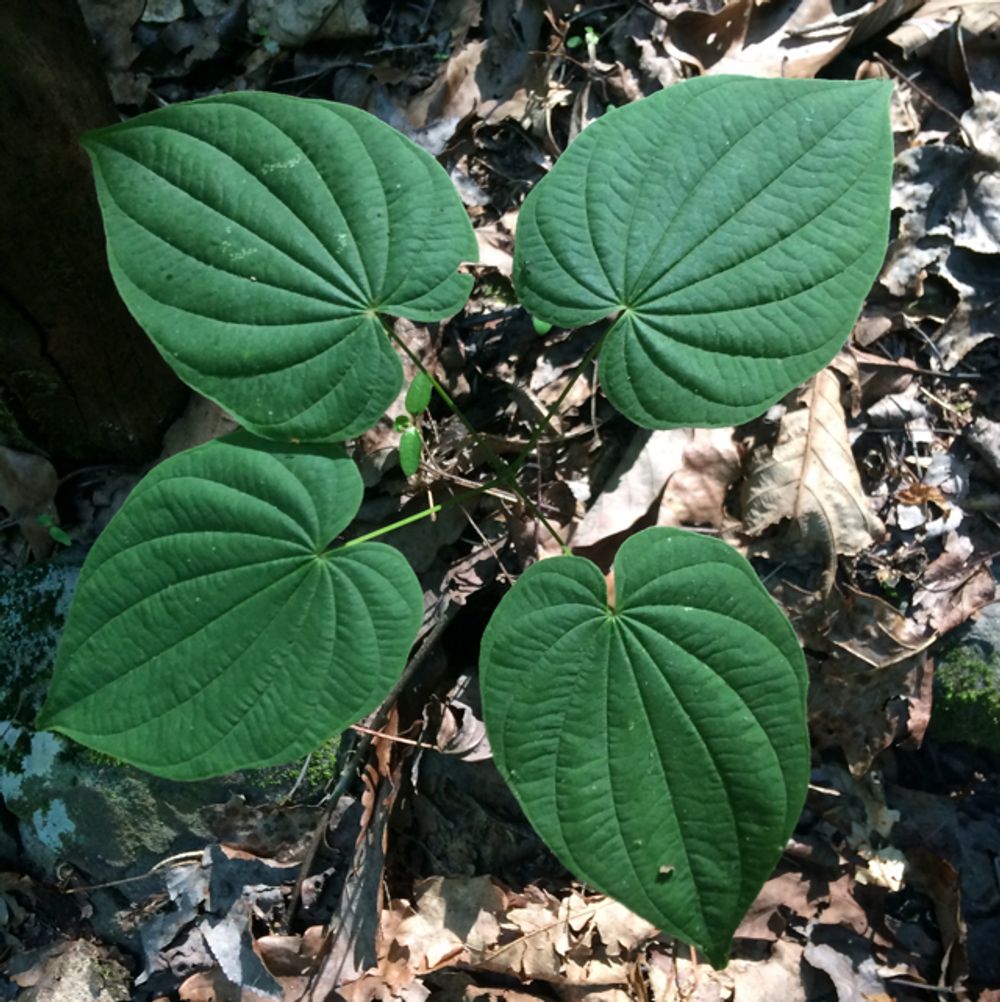 Wild yam
