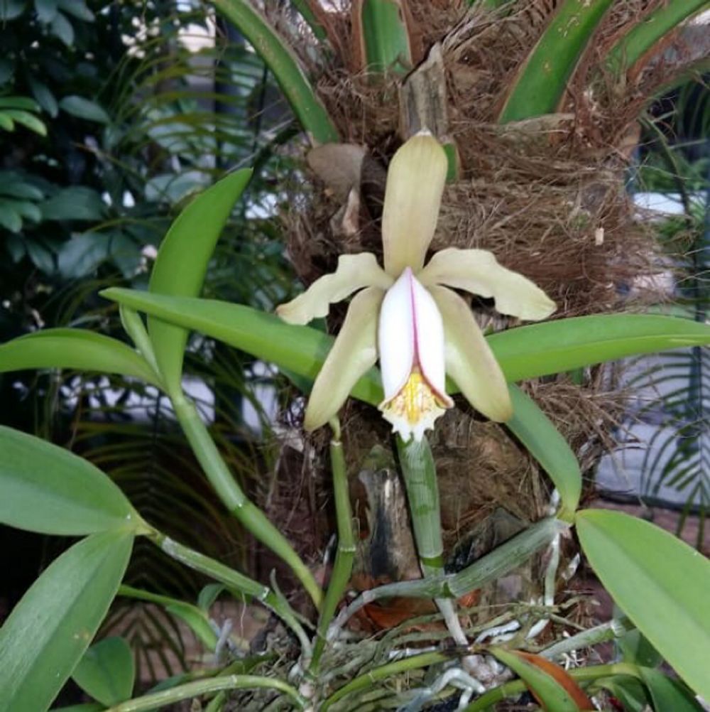 Yellow cattleya