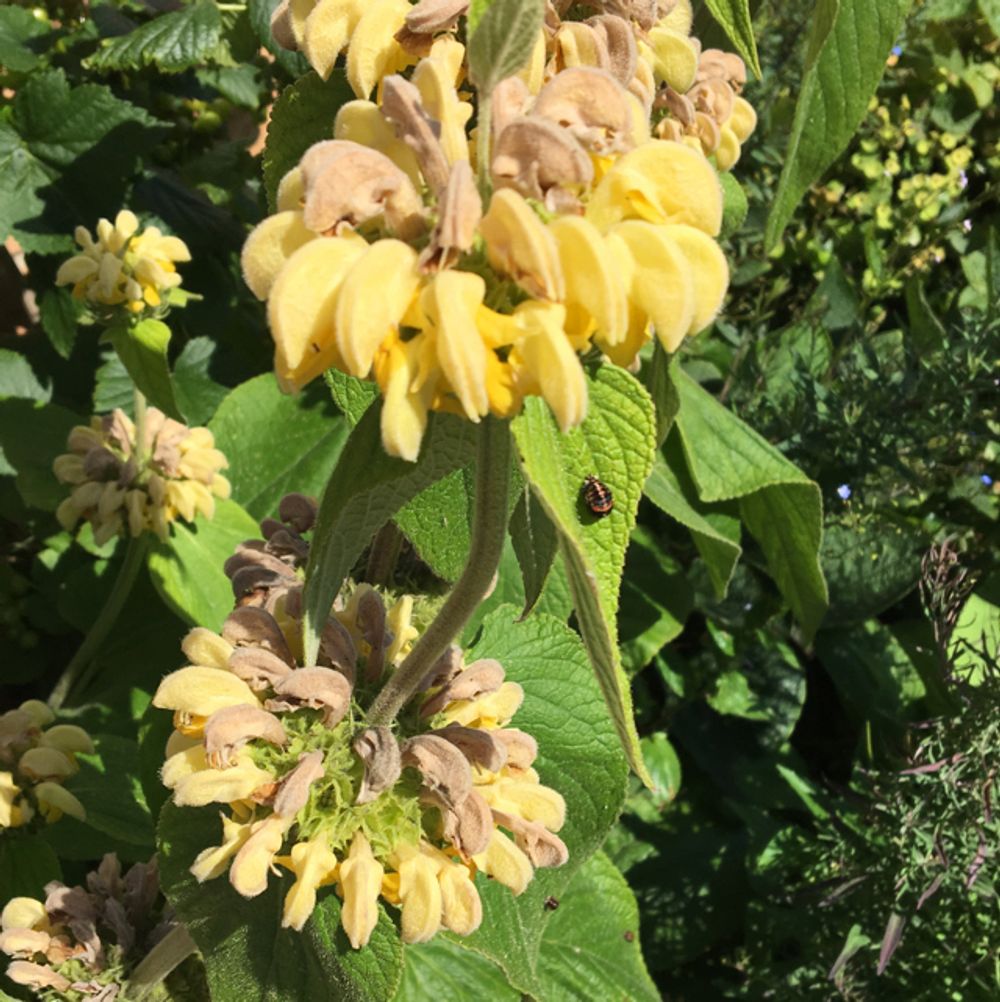 Golden jerusalem sage