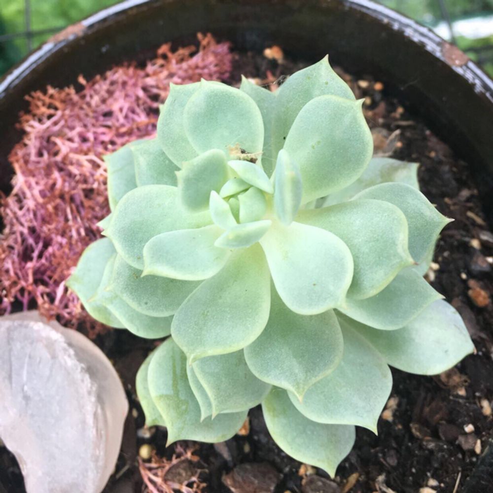 Peacock echeveria