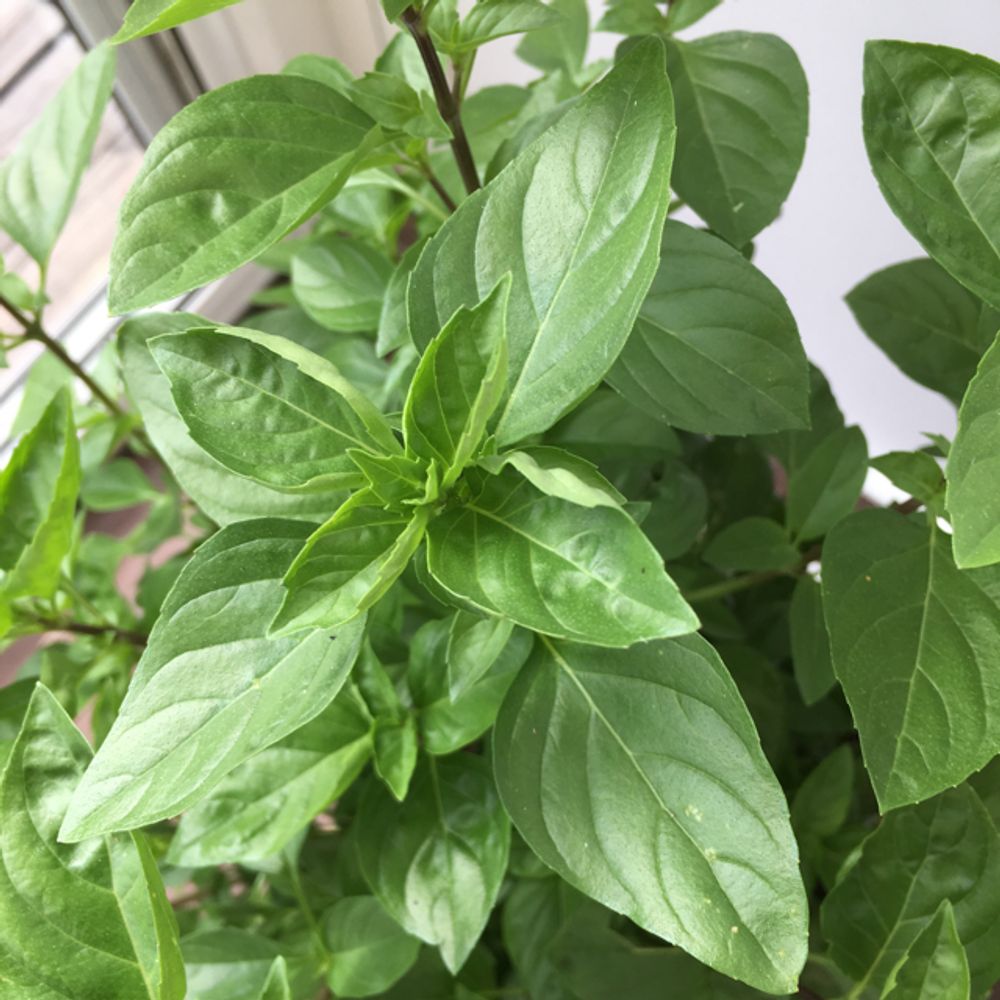 American basil
