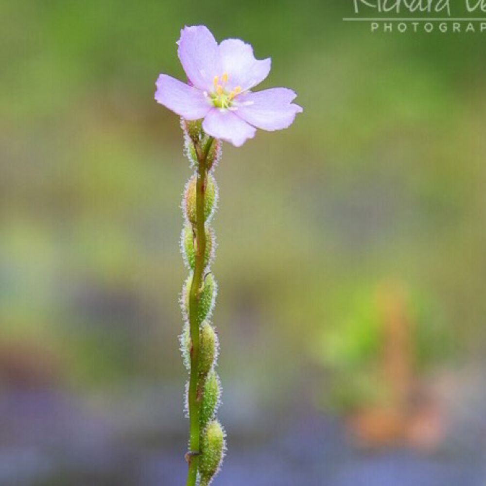 Thread-leaved sundew